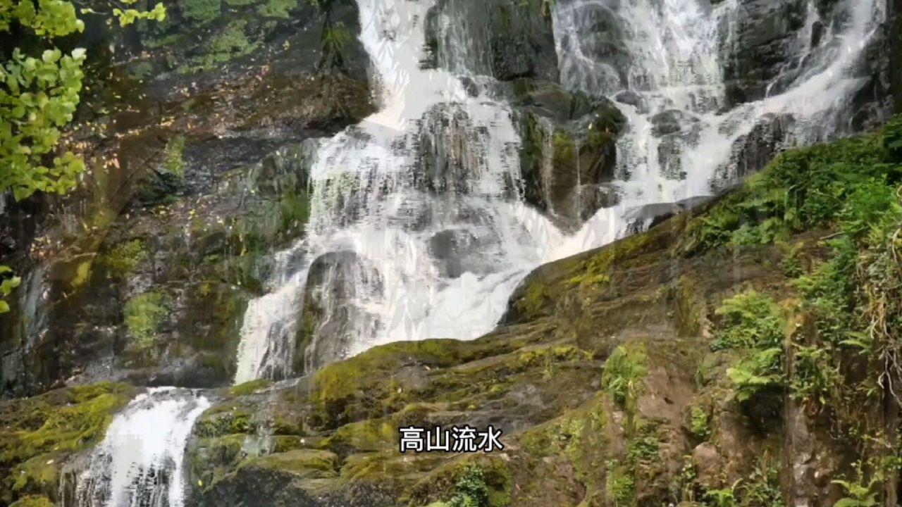 大花园植物逃生